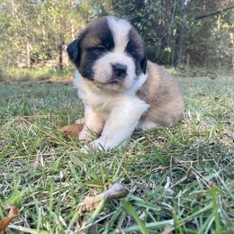 Saint Bernard Puppies from Magnolia Saint Bernards