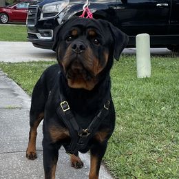 Gretchen - Rottweiler