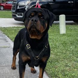Gretchen - Rottweiler