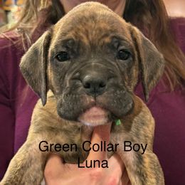 Green Collar Boy - Brindle male Boxer puppy in East Longmeadow, Massachusetts from Boxer Bliss