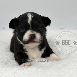 Joker - Black and white male Chihuahua puppy in Forsyth, Georgia from Brooks Grove Canines LLC