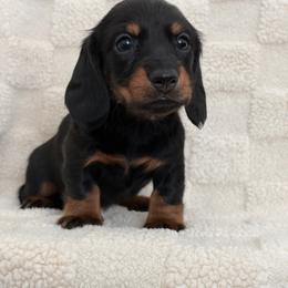 Dusk - Black and tan female Dachshund puppy in Murrieta, California from Dash of Love