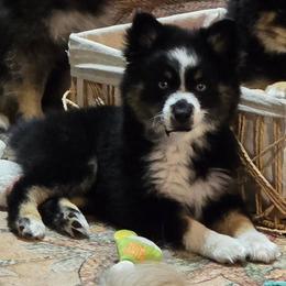 Rose - Tri-color female Pomsky puppy in Elgin, Oregon from Kenna'z Kuddly Pomskiez