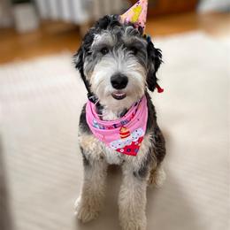 Tortellini - Bernedoodle