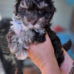 Jasmine - Phantom female Bernedoodle puppy in Decatur, Tennessee from Diamond's Doodles