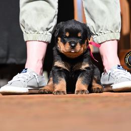 Girl 1 - Black and mahogany female Rottweiler puppy in Kittanning, Pennsylvania from Steel City's Von Der Preis Rottweilers