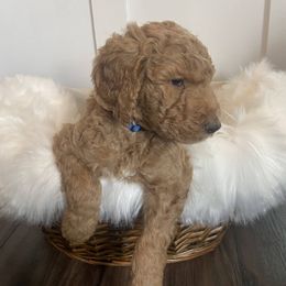 Max - Goldendoodle puppy in Pataskala, Ohio from Doodle Love
