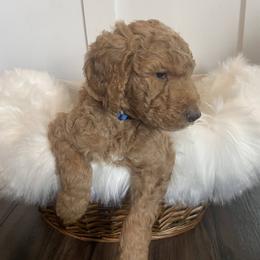 Max - Goldendoodle puppy in Pataskala, Ohio from Doodle Love