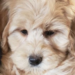 Goldendoodle Puppies from Lakeshore Doodles