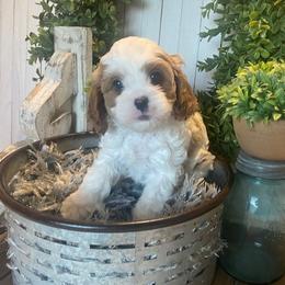 Cavapoo and Coton de Tulear Puppies from Big Gulch Puppies