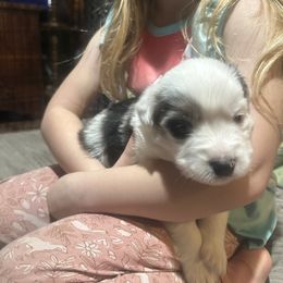 Mystery Saja - Blue merle male Miniature Australian Shepherd puppy in Interlachen, Florida from Lucky Bones Miniature Australian Shepherds