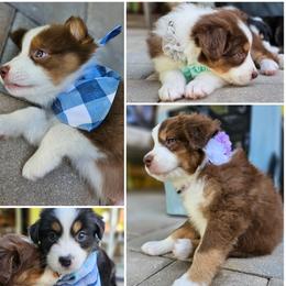 Australian Shepherds from Ashe's Aussies
