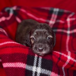 Blitzen - Brindle female Dachshund puppy in Kingman, Arizona from Diddle Bros Dachshunds