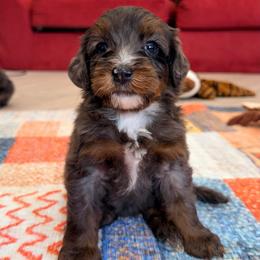 Erika - Blue merle female Bernedoodle puppy in Dundee, Ohio from Down Home Doodle