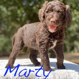 Goldendoodle Puppies from O’Doodle Clan Goldendoodles