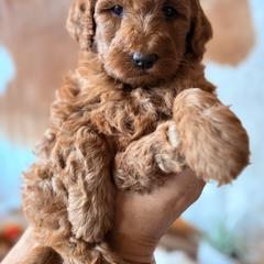 Boy (service work agility) - Red  male Goldendoodle puppy in Rio, Wisconsin from Guardian Angel Mini Goldendoodle Puppies