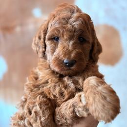 Boy (service work agility) - Red  male Goldendoodle puppy in Rio, Wisconsin from Guardian Angel Mini Goldendoodle Puppies