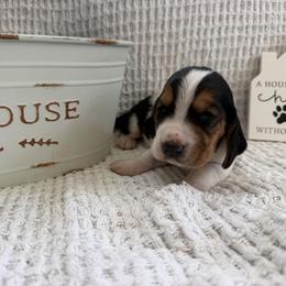 Toby - Black brown and white male Basset Hound puppy in Osage Beach, Missouri from The Basset Boutique
