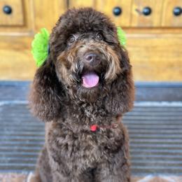 Ximena - Australian Labradoodle