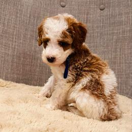 Blue Collar - Parti male Goldendoodle puppy in Miami, Florida from GoldStar Doodles USA