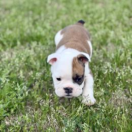 Smart - Red and white male Bulldog puppy in Villa Rica, Georgia from Red Clay Bullies