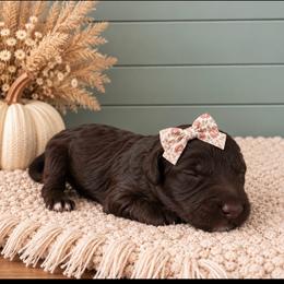 Girl 6 - Chocolate female Goldendoodle puppy in Charlotte, North Carolina from Hopeful Heart Doodles