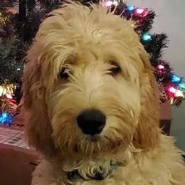 Ruby - Goldendoodle