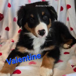 Valentine - Black tri-color male Australian Shepherd puppy in Smithfield, Utah from Invictus Farms