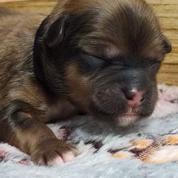 Clank - Brown male Lhasa Apso puppy in Jefferson, New York from Absolute Lhasa Love