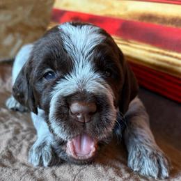 Ironman - Chestnut and gray male Wirehaired Pointing Griffon puppy in Grangeville, Idaho from Happy Hollow Griffons