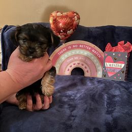 Yorkshire Terrier Puppies from Sweet Fur Babies