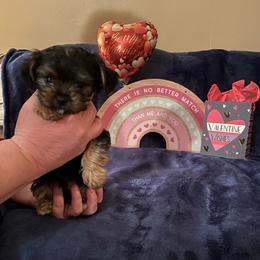 Yorkshire Terrier Puppies from Sweet Fur Babies