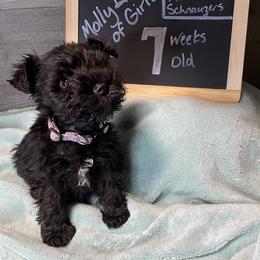 Miniature Schnauzer Puppies from Southern Charm Miniature Schnauzers