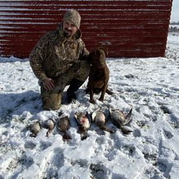 Beau - Chesapeake Bay Retriever