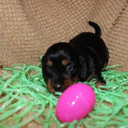 Max - Black and tan male Dachshund puppy in Henry, Virginia from Dumbledore's AKC Mini Dachshunds