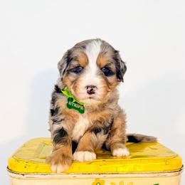 Stripe - Merle male Bernedoodle puppy in West Haven, Utah from Split Mountain Doodles