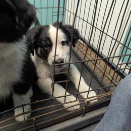 Australian Shepherd, Great Dane, and Great Pyrenees Puppies from AEW Farm