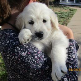Golden Retriever Puppies from Kansas Prairie Pups