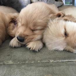 Golden Retriever Puppies from Journey Golden Retrievers