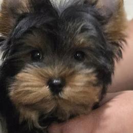Chunky Aaron - Black and gold male Yorkshire Terrier puppy in Kissimmee, Florida from Twilights Yorkies FL