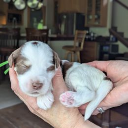 Green Boy - Brown male Whoodle puppy in Kalispell, Montana from Countryman Whoodles