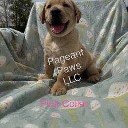 Labrador Retriever Puppies from Pageant Paws LLC