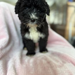 Tillie - Black tri-color female Aussiedoodle puppy in Lowville, New York from Adirondack Labradoodles