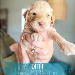 Drift - Apricot male Goldendoodle puppy in Soddy Daisy, Tennessee from The W Doods