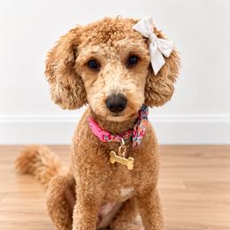 Scottie - Goldendoodle