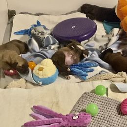 Irish Wolfhound Puppies from Serendipity Sighthounds