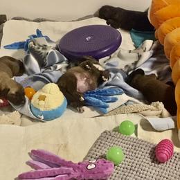 Irish Wolfhound Puppies from Serendipity Sighthounds