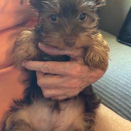 Puppy 1 - Chocolate and tan male Yorkshire Terrier puppy in Elizabeth, Indiana from Dwayne’s Yorkshire Terriers