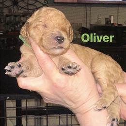 Oliver - Apricot male Goldendoodle puppy in Prosperity, Pennsylvania from Stelladoodles & Company