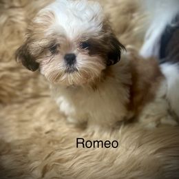 Shih Tzu Puppies from LowCol Ranch